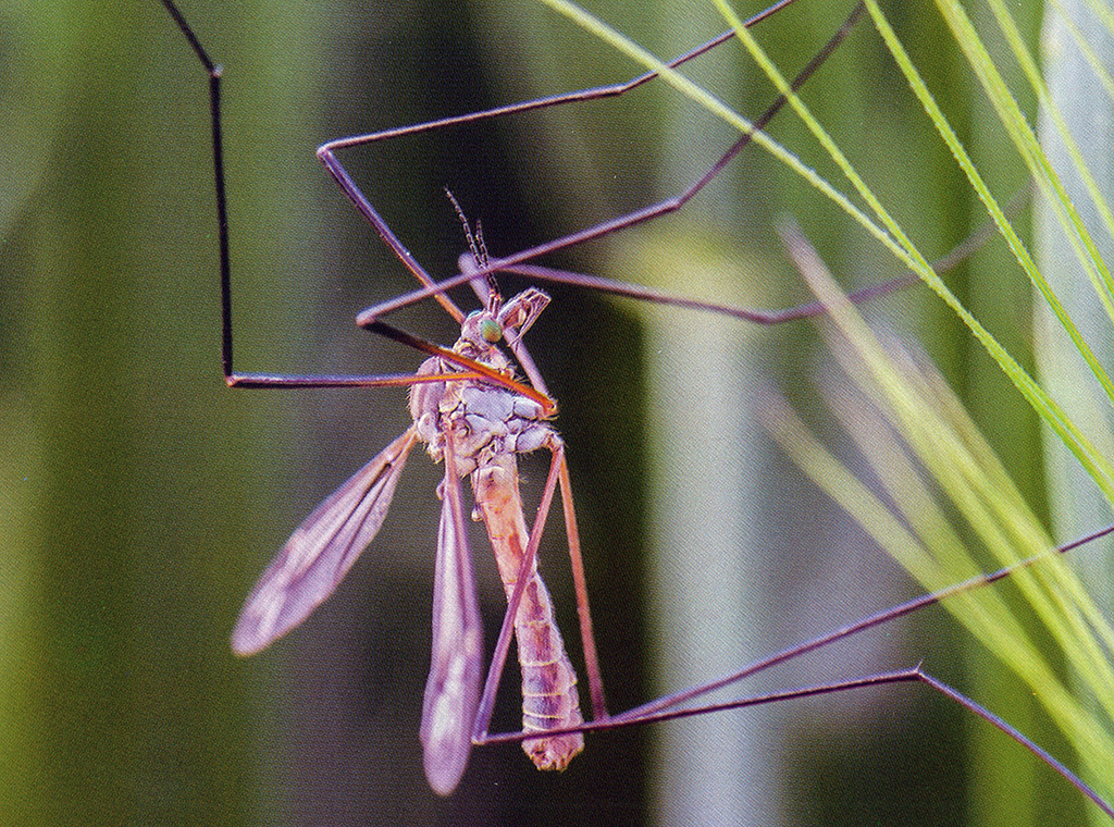 Komarac (Culex pipiens L.) Katolički tjednik